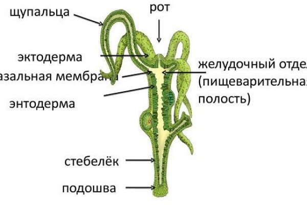 Kraken 23at