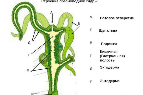Кракен последние ссылки