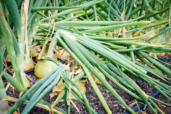 Kraken istand onion