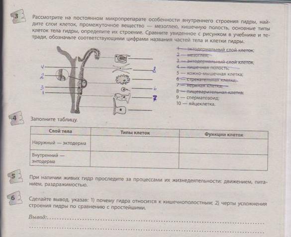 Darknet как войти